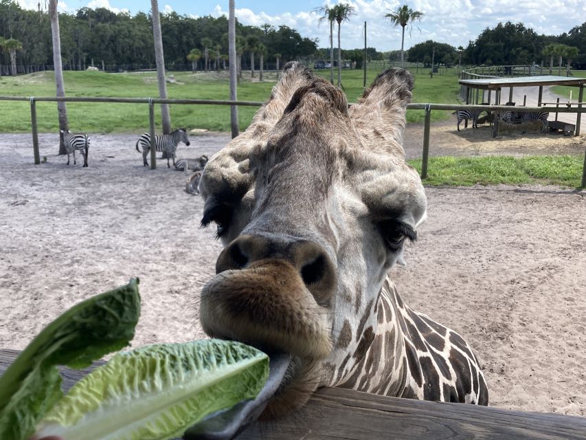 Orlando: Drive-Thru Safari Park at Wild Florida - Review Summary