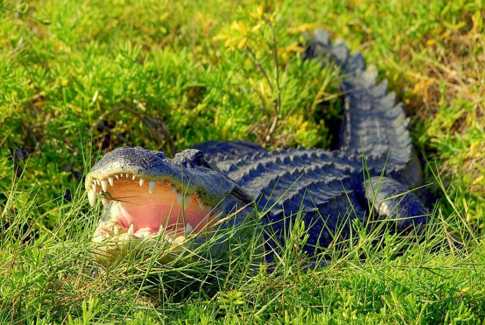 Orlando: Wild Florida Park, Gator Show & Animal Encounters - Booking Process and Convenience