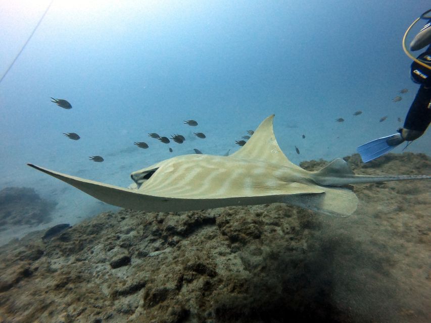 PADI OpenWaterDiving Course in Costa Adeje, Puerto Colon - Location and Details