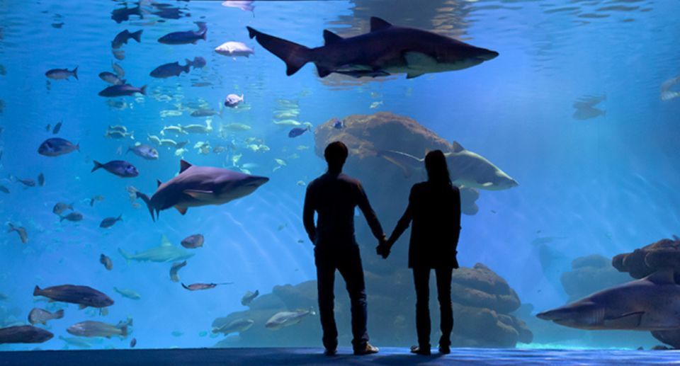 Palma De Mallorca: Shark Dive at Palma Aquarium - Common questions