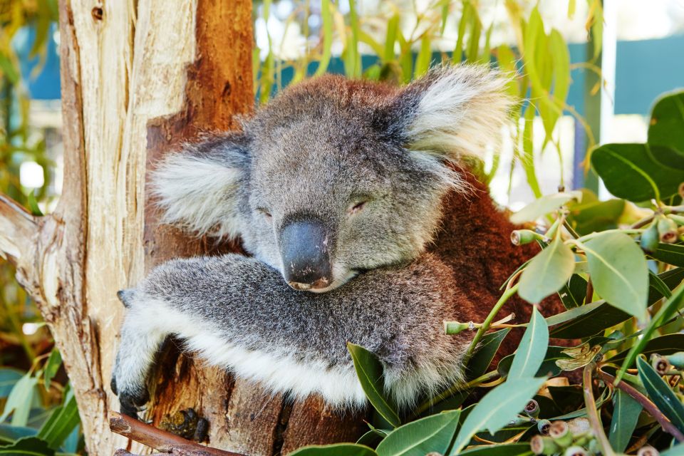 Perth: Pinnacles Desert Bush Walk Guided Tour With Lunch - Customer Reviews