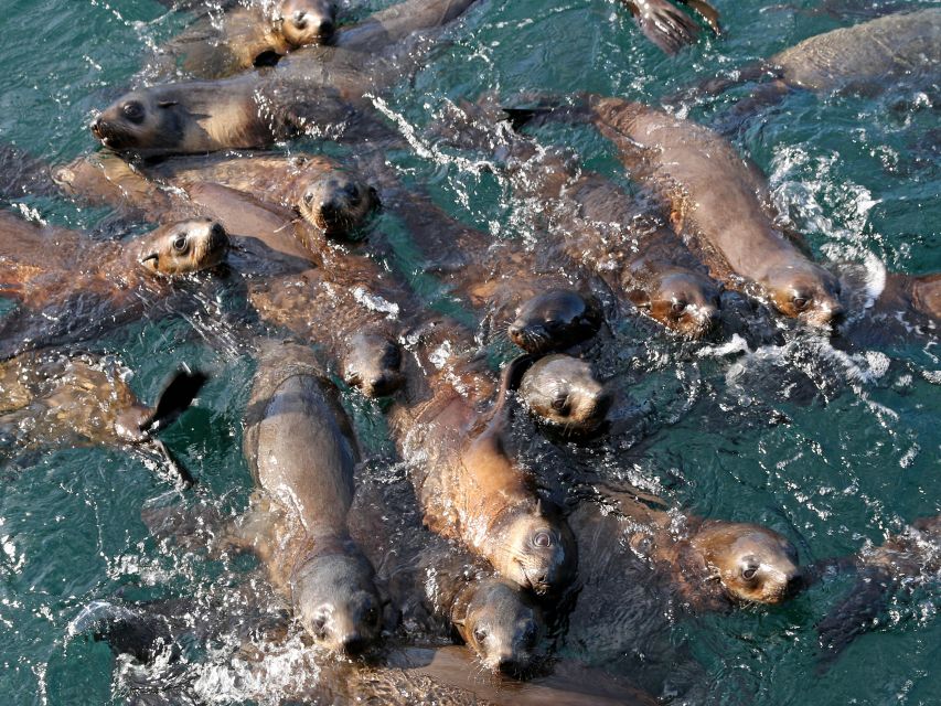 Philip Island: Seal Watching Cruise - Last Words