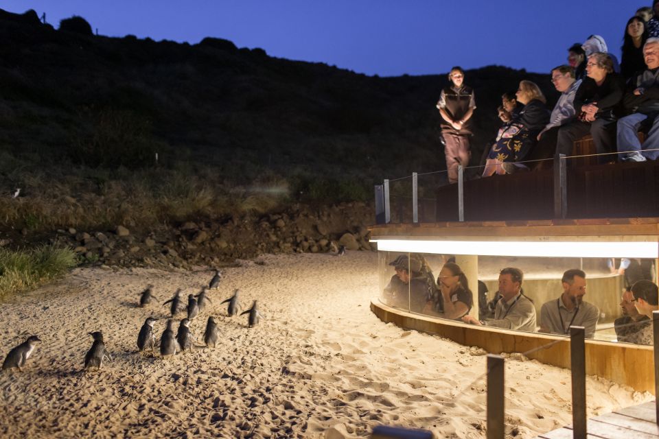 Phillip Island & Penguin Parade Private 11 Hour Tour - Kangaroo Feeding