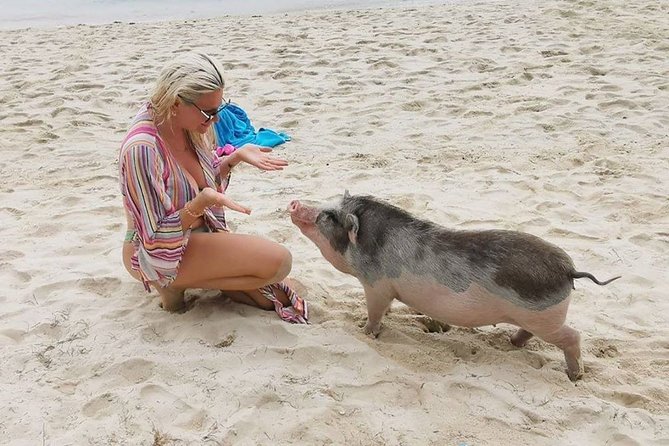 Pig Island Private Beach Full Day From Koh Samui - Thai Version of the Bahamas - Pricing and Terms