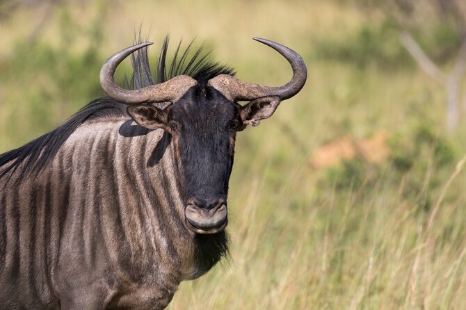 Pilanesberg Full Day Safari - Common questions