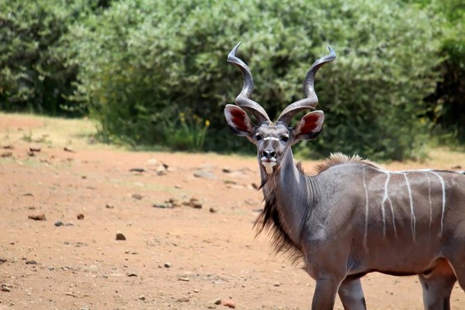 Pilanesberg National Park Full Day Safari From Johannesburg - Common questions