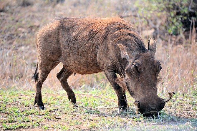 Pilanesberg National Park Private Day Safari From Johannesburg - Additional Pickup Information