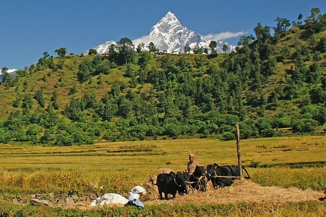 Pokhara: 4 Days Royal Trek With Family - Key Points