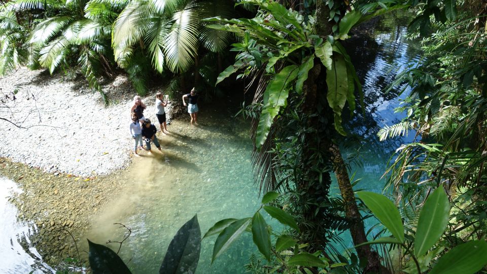 Port Douglas: Daintree Rainforest and Mossman Gorge Tour - Customer Reviews