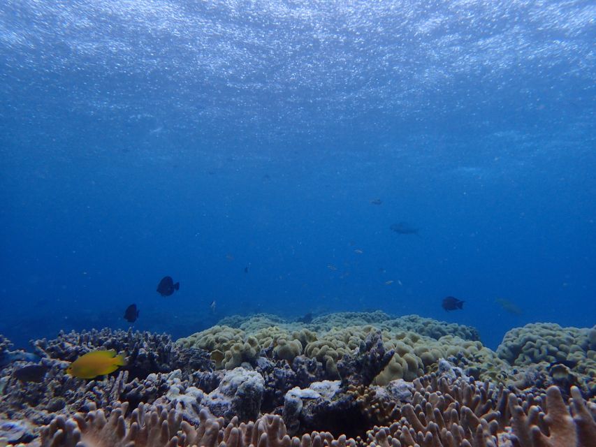 Port Douglas: Outer Great Barrier Reef Snorkeling Cruise - Location and Logistics