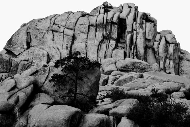 Private-36 Hour Adventure in Joshua Tree National Park - Safety Measures and Guidelines