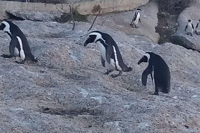 Private Cape Point Penguins Tour - a Full Day of Exploring the Cape Peninsula - Common questions