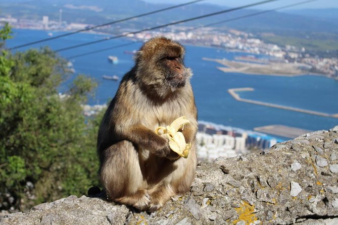 Private Day Trip to Gibraltar From Malaga or Marbella - Safety and Health Guidelines