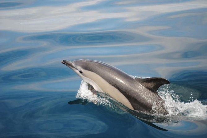 Private Dolphin Watching and Cave Tour From Vilamoura - Common questions