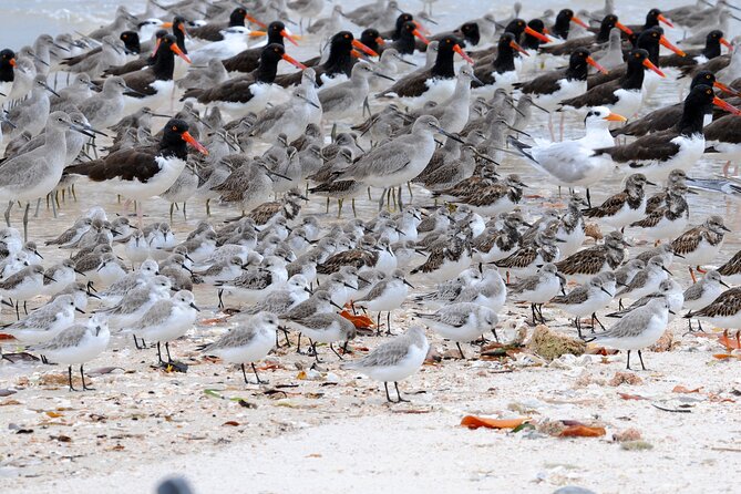 Private Everglades National Park Photography, Birding and Wildlife Safari - Meeting and Pickup Instructions