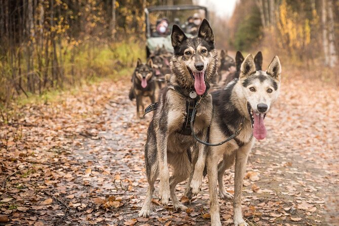 Private Fall Foliage Mushing Cart Ride in Fairbanks - Booking and Pricing
