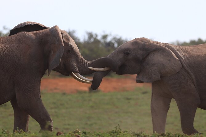 Private Full-Day Addo Elephant National Park Safari - Additional Services