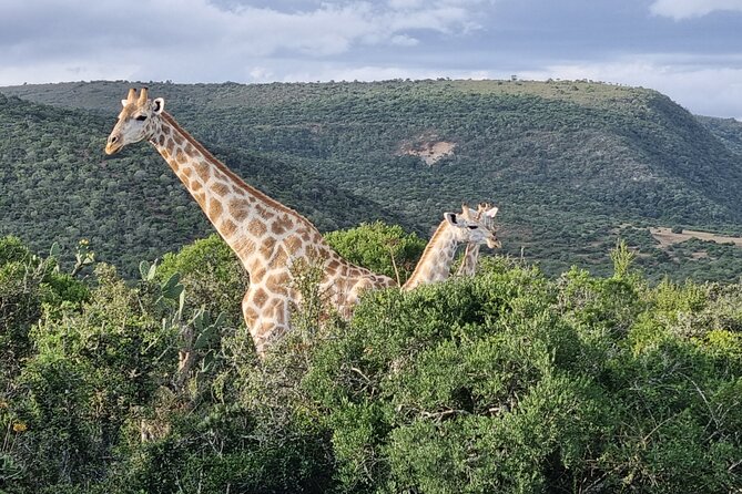 Private Full-Day Addo Elephant Park & Giraffe Walk Safari - Customer Reviews