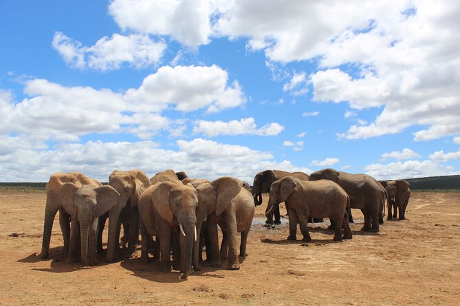 Private Half Day Addo Elephant National Park Safari - Customizable Itinerary Options