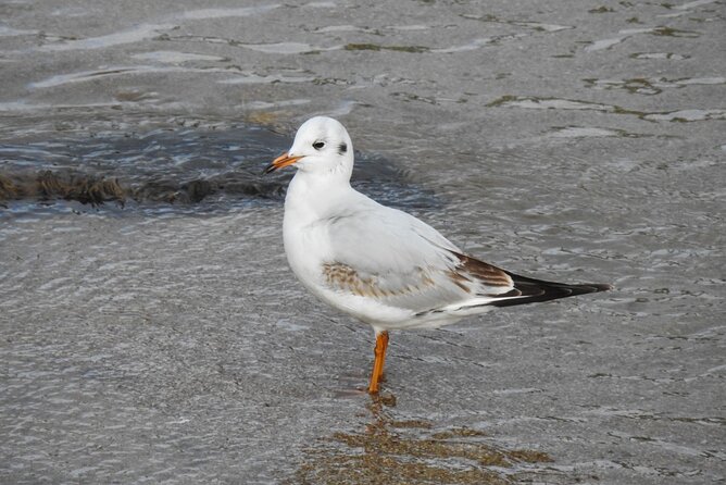 Private Half-Day Birding Tour in Madrid Rio - Cancellation Policy