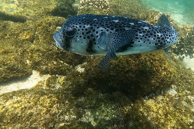 Private Snorkeling Adventure in Cabo San Lucas - Common questions