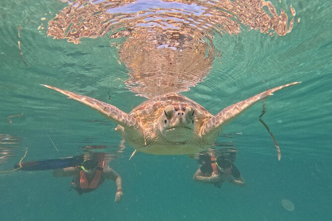 Private Snorkeling With Sea Turtles in Akumal Beach - Directions