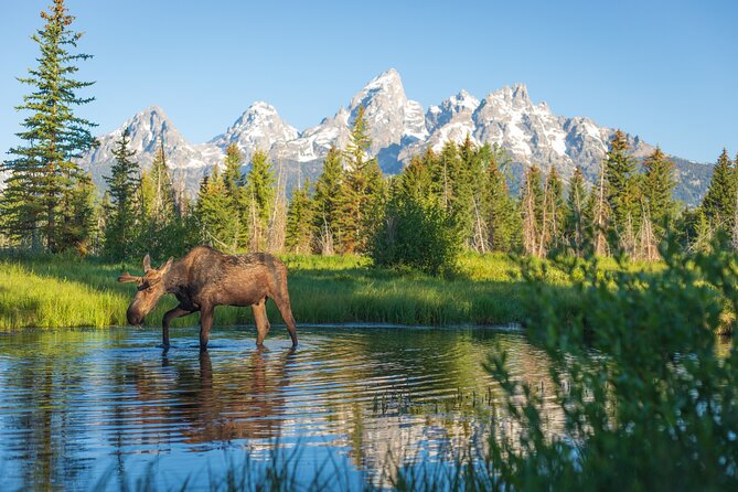 Private Sunset 4-Hour Grand Teton Wildlife Adventure - Pricing & Availability Details