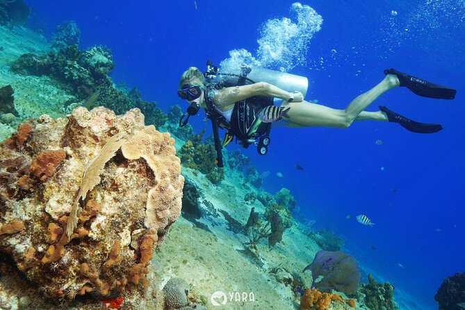 Private Three-Hour Introductory Scuba Diving Lesson  - Cozumel - Meeting Point Information