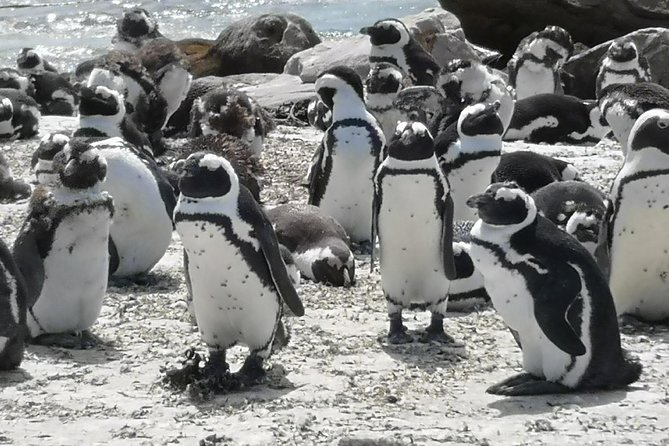 Private Tour: Cape of Good Hope Cape Point Penguins Kirstenbosch - Contact and Pricing Details