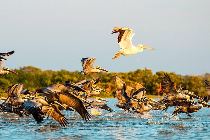 Private Tour Celestun Flamingo Watching and Beach - Customer Reviews