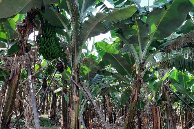 Private Tour of Banana Farm From Funchal - Reviews and Ratings