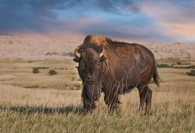 Private Tour of the Badlands With Local Experts - Key Points