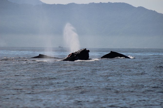 Private Whale Watching Tour in Puerto Vallarta - Common questions
