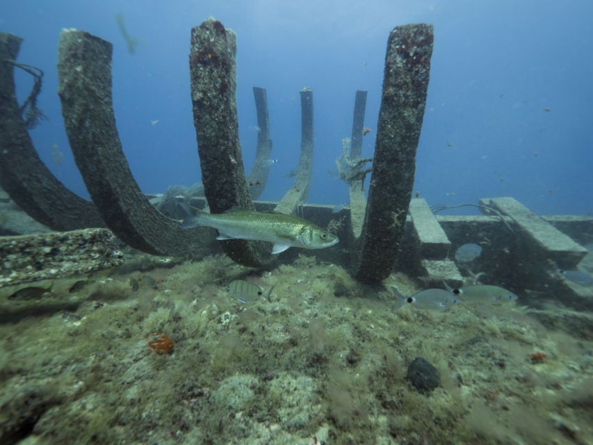 Puerto De Mogán: Submarine Tour - Customer Satisfaction Metrics