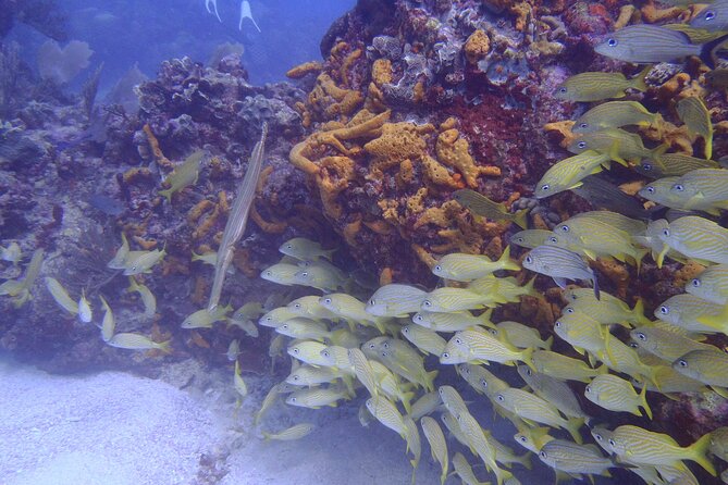 Puerto Morelos Reef National Park 2-Tank Scuba Dive  - Cancun - Address
