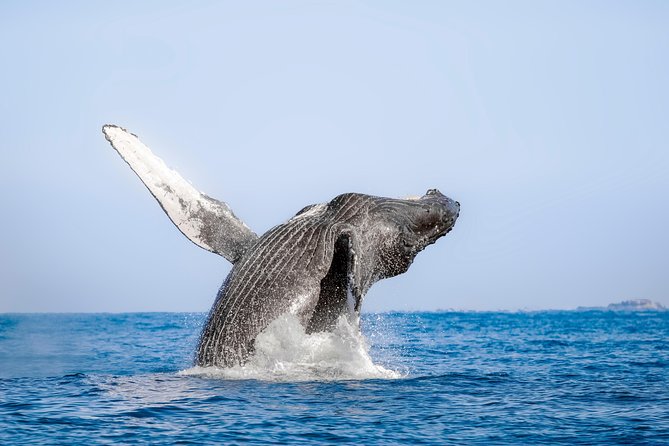 Puerto Vallarta Whale-Watching Tour - Tour Logistics