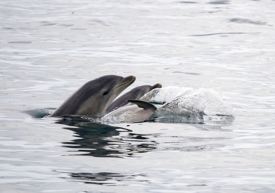 Queenscliff Harbour: 1.5hr Wildlife Sightseeing Tour - Important Information