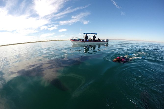 Reduced Group Whale Shark Tour - Pricing and Guarantees