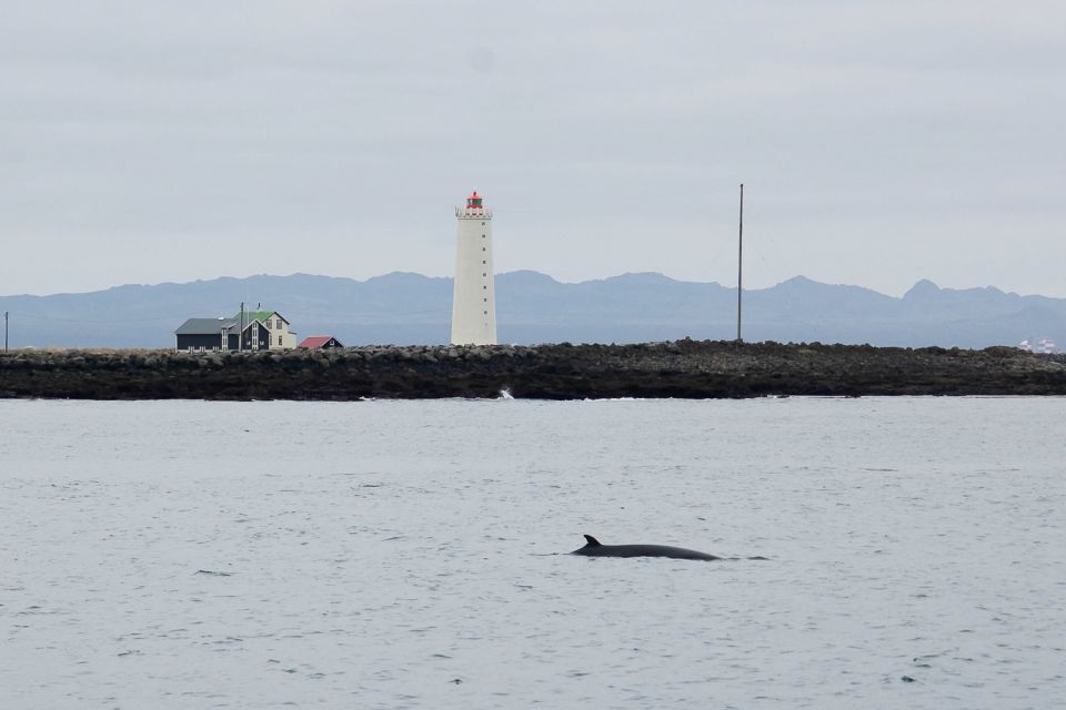 Reykjavik: 3-Hour Whale Watching Tour - Sustainable Practices