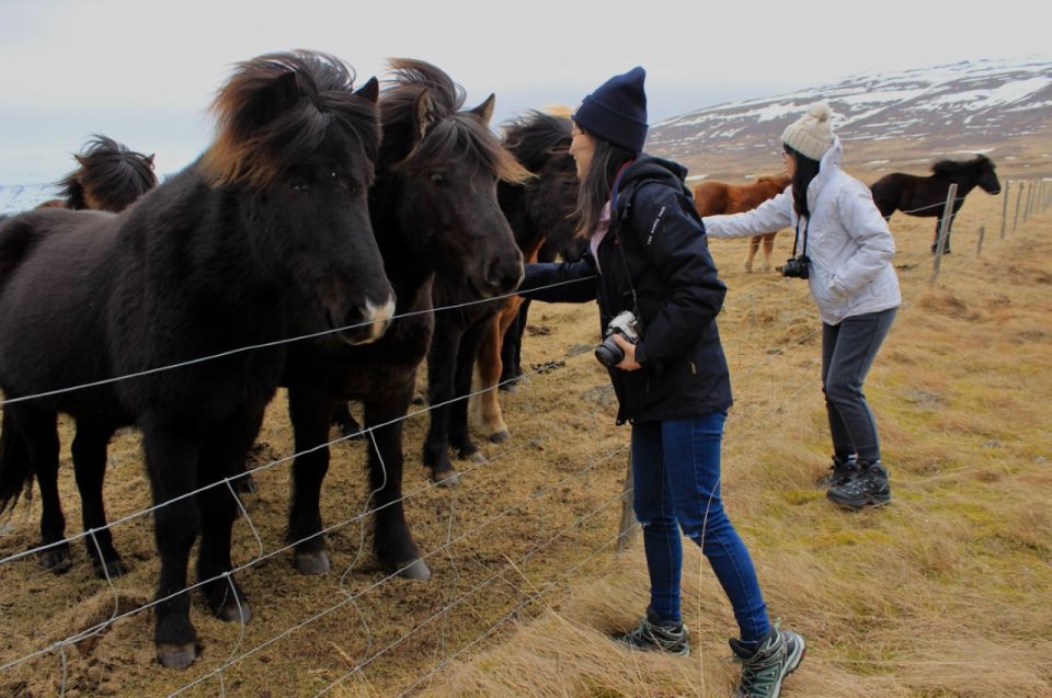 Reykjavik: 8-Day Small Group Circle of Iceland Tour Summer - Expert Guides and Cultural Insights