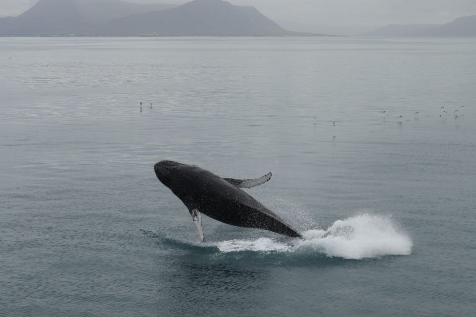 Reykjavik: Best Value Whale Watching Boat Tour - Booking Details