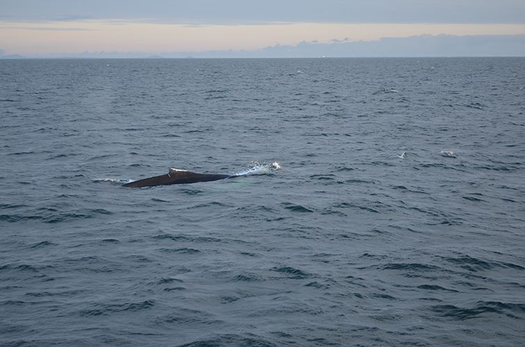 Reykjavik: Midnight Sun Whale Watching Tour - Guide and Crew Expertise