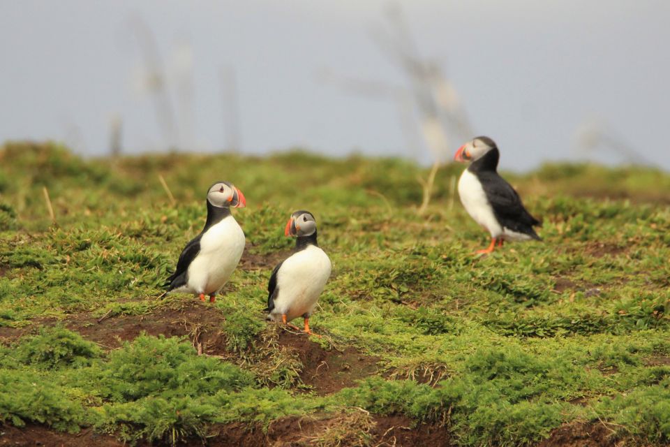 Reykjavik: Premium Whale and Puffin Watching Evening Tour - Customer Reviews