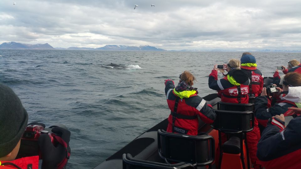 Reykjavik: Premium Whale Watching With Flexible Ticket - Customer Feedback