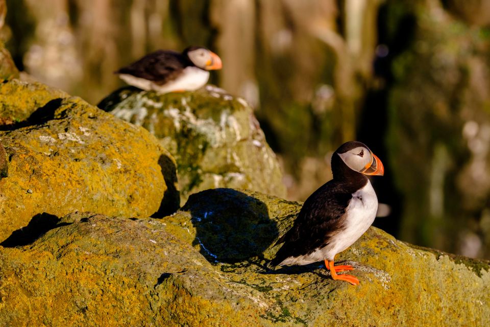 Reykjavik: Puffin Watching Tour - Location & Booking Information