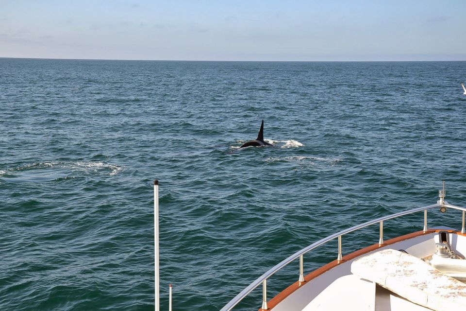 Reykjavik: Whale Watching and Dolphin Watching Yacht Cruise - Yacht Cruise Experience