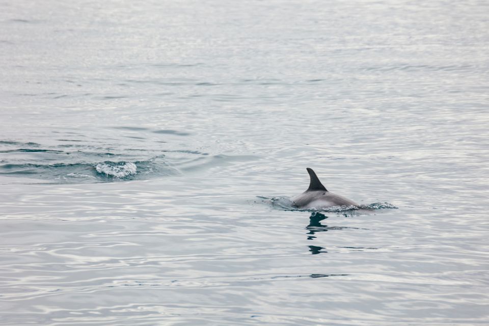 Reykjavík: Whale Watching Cruise on the Amelia Rose Yacht - Customer Reviews and Feedback