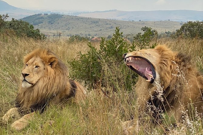 Rhino and Lion Park Guided Closest Safari Reserve to Johannesburg and Pretoria - Transportation and Pickup Details