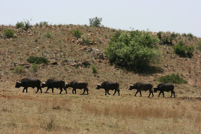 Rhino and Lion Park Guided Tour From Johannesburg - Cancellation Policy