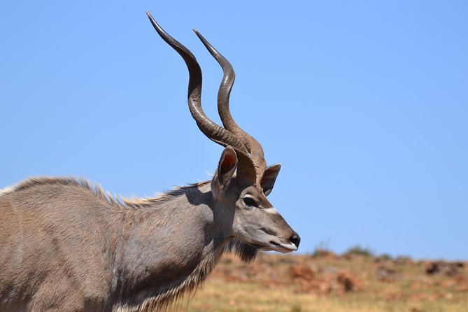 Rhino & Lion Park From Johannesburg - Reviews and Pricing